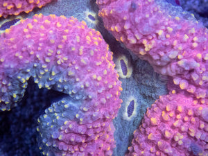 Celestial Unicorn Lobophyllia (Lobophyllia sp.)