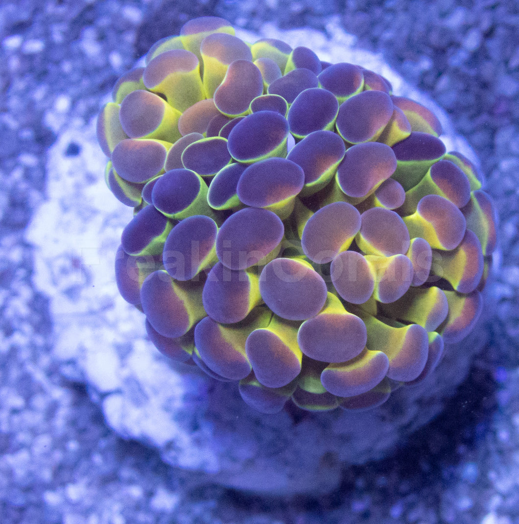 Holographic Mirage Euphyllia (Euphyllia paraancora)