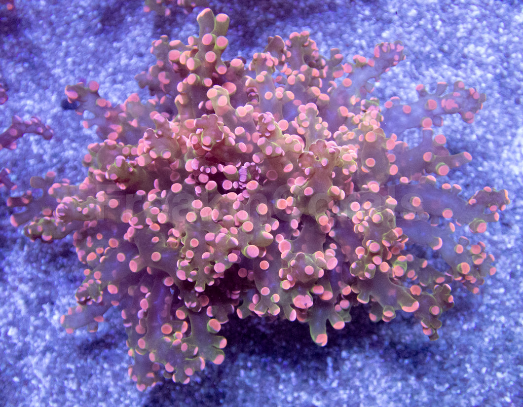 Galactic Blossom Euphyllia (Euphyllia paradivisa)