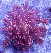 Load image into Gallery viewer, Rose Nebula Euphyllia (Euphyllia paradivisa)