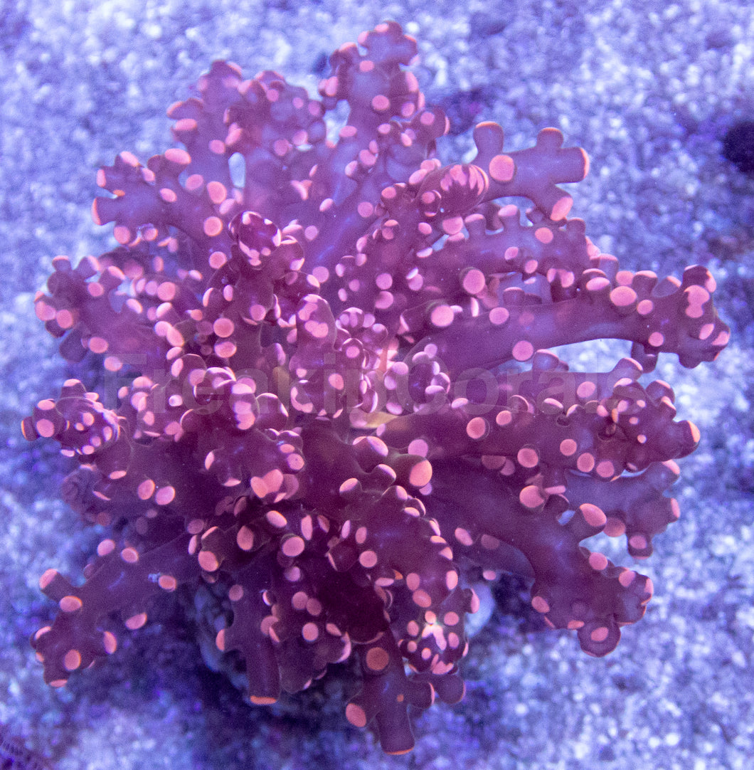 Rose Nebula Euphyllia (Euphyllia paradivisa)