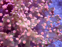 Load image into Gallery viewer, Galactic Blossom Euphyllia (Euphyllia paradivisa)