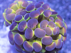 Holographic Mirage Euphyllia (Euphyllia paraancora)
