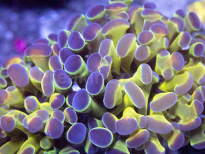 Holographic Mirage Euphyllia (Euphyllia paraancora)