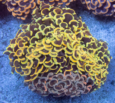 Solar Twin Euphyllia (Euphyllia ancora)