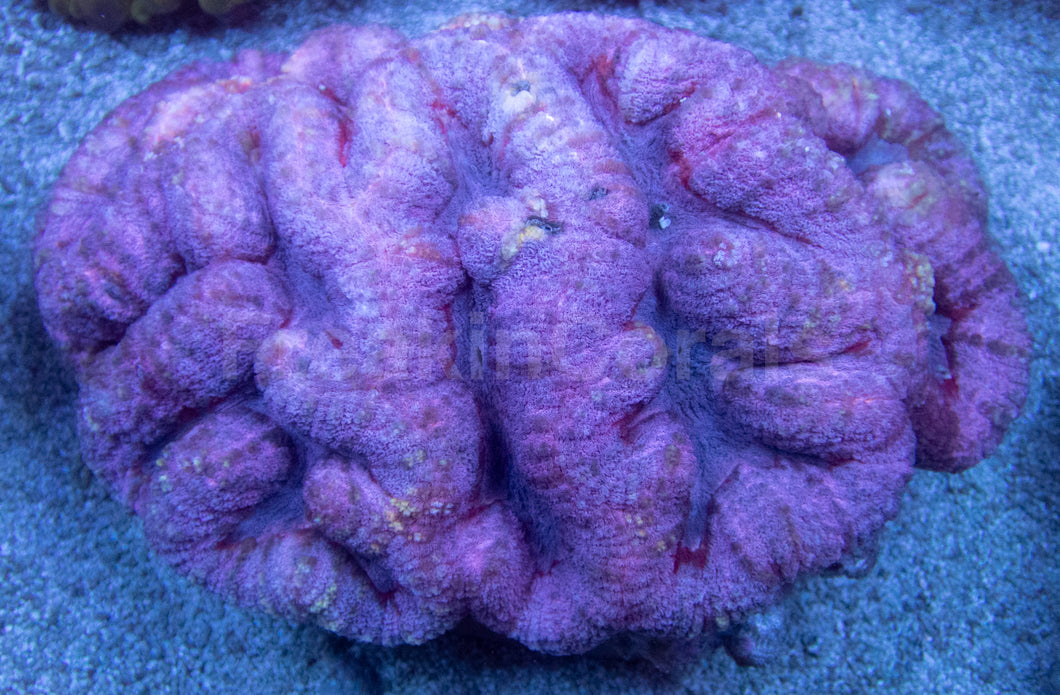 Nebula Majesty Symphyllia (Symphyllia sp., XXL Size)