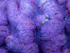 Nebula Majesty Symphyllia (Symphyllia sp., XXL Size)