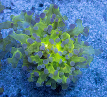 Load image into Gallery viewer, Aurora Glow Euphyllia (Euphyllia paradivisa)