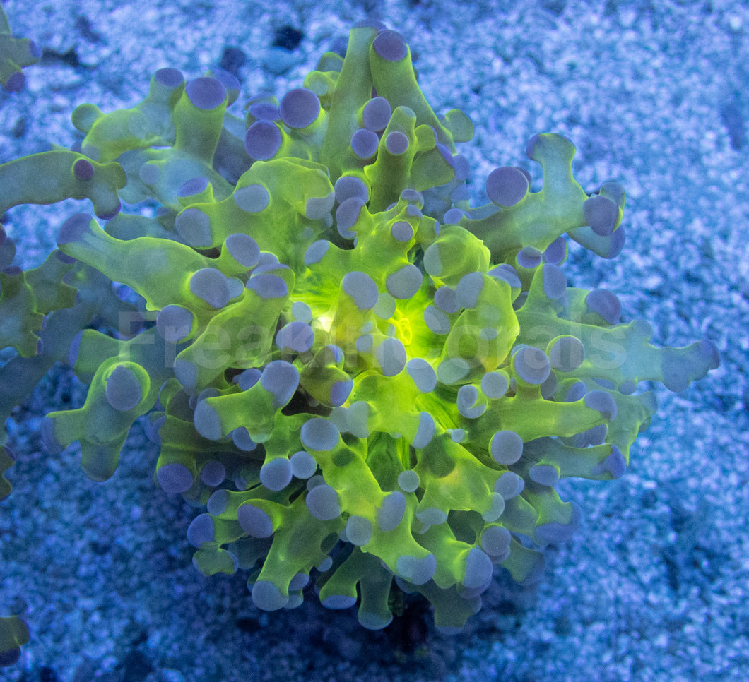 Aurora Glow Euphyllia (Euphyllia paradivisa)