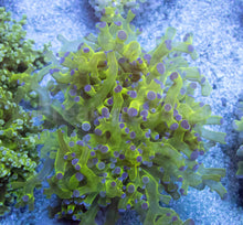 Load image into Gallery viewer, Aurora Glow Euphyllia (Euphyllia paradivisa)