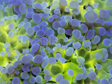 Load image into Gallery viewer, Aurora Glow Euphyllia (Euphyllia paradivisa)
