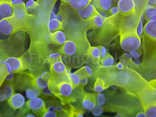 Load image into Gallery viewer, Aurora Glow Euphyllia (Euphyllia paradivisa)