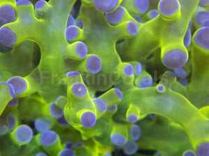 Aurora Glow Euphyllia (Euphyllia paradivisa)