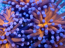 Load image into Gallery viewer, Euphyllia glabrescens “Royal Ember” - Cut-To-Order - freakincorals.com