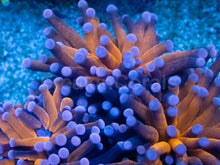 Load image into Gallery viewer, Euphyllia glabrescens “Royal Ember” - Cut-To-Order - freakincorals.com