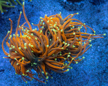 Load image into Gallery viewer, Euphyllia glabrescens “Dragon Soul Inferno”