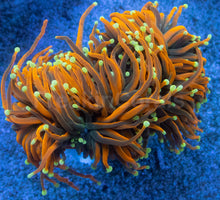 Load image into Gallery viewer, Euphyllia glabrescens “Dragon Soul Inferno”