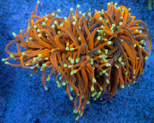 Load image into Gallery viewer, Euphyllia glabrescens “Dragon Soul Inferno”