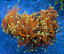 Load image into Gallery viewer, Euphyllia glabrescens “Dragon Soul Inferno”
