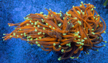 Load image into Gallery viewer, Euphyllia glabrescens “Dragon Soul Inferno”