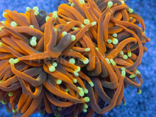 Load image into Gallery viewer, Euphyllia glabrescens “Dragon Soul Inferno”