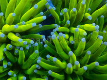 Load image into Gallery viewer, Euphyllia glabrescens “Holy Grail Ghostfire” - Cut-to-Order - freakincorals.com