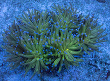Load image into Gallery viewer, Euphyllia glabrescens “Neptune Halo” - freakincorals.com
