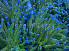 Load image into Gallery viewer, Euphyllia glabrescens “Neptune Halo” - freakincorals.com