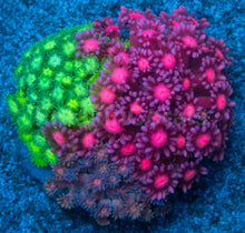 Load image into Gallery viewer, Goniopora sp. “Trinity Nebula”