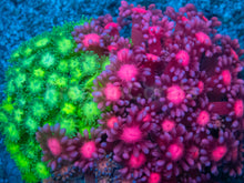 Load image into Gallery viewer, Goniopora sp. “Trinity Nebula”