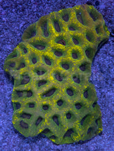 Load image into Gallery viewer, Goniastrea sp. “Lemon Splatter” - freakincorals.com