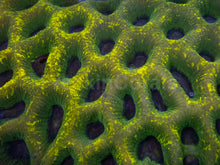 Load image into Gallery viewer, Goniastrea sp. “Lemon Splatter” - freakincorals.com