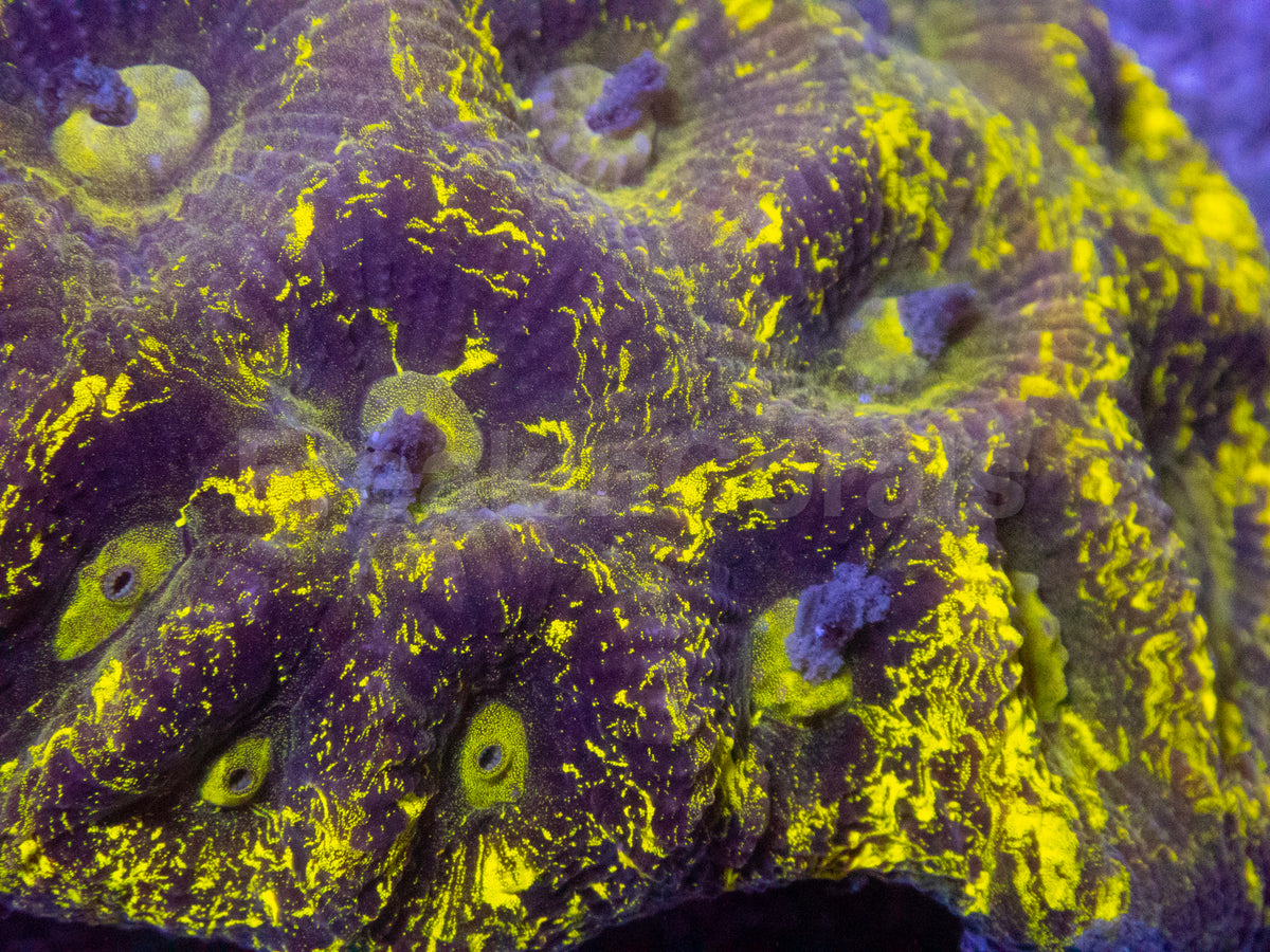 Goniastrea sp. “Lemon Splatter” – freakincorals.com