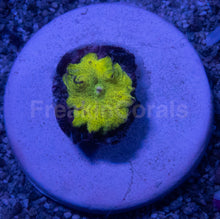 Load image into Gallery viewer, Discosoma sp. “Toxic Sun” - freakincorals.com