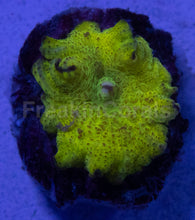 Load image into Gallery viewer, Discosoma sp. “Toxic Sun” - freakincorals.com