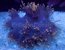 Load image into Gallery viewer, Catalaphyllia jardinei “Rasta Phantom”