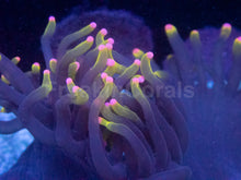 Load image into Gallery viewer, Catalaphyllia jardinei “Rasta Phantom”