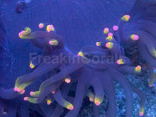 Load image into Gallery viewer, Catalaphyllia jardinei “Rasta Phantom”