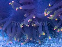 Load image into Gallery viewer, Catalaphyllia jardinei “Rasta Phantom”