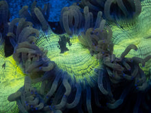 Carregar imagem no visualizador da galeria, Catalaphyllia jardinei “Neon Oracle” - freakincorals.com