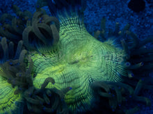 Carregar imagem no visualizador da galeria, Catalaphyllia jardinei “Neon Oracle” - freakincorals.com