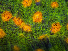 Carregar imagem no visualizador da galeria, JF Space Invader Chalice (Signature Coral)