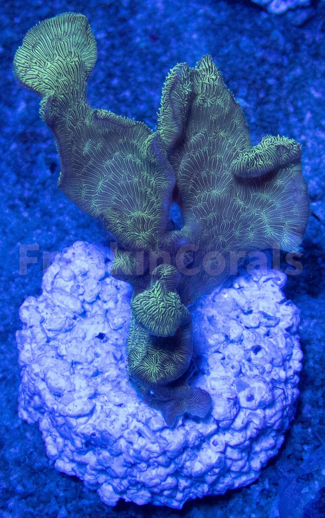 FK Leaf Green Pavona