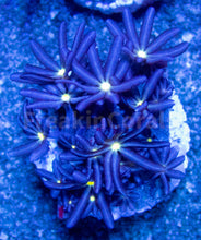 Carregar imagem no visualizador da galeria, FK Knopia octocontacanalis “jasmine polyps” FK1086