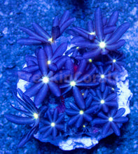 Carregar imagem no visualizador da galeria, FK Knopia octocontacanalis “jasmine polyps” FK1596