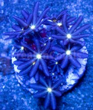 Carregar imagem no visualizador da galeria, FK Knopia octocontacanalis “jasmine polyps” FK1342