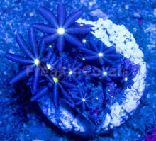 Carregar imagem no visualizador da galeria, FK Knopia octocontacanalis “jasmine polyps” FK1994