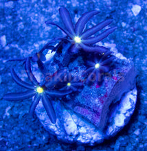 Carregar imagem no visualizador da galeria, FK Knopia octocontacanalis “jasmine polyps” FK1696