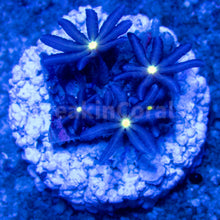 Load image into Gallery viewer, FK Knopia octocontacanalis “jasmine polyps” FK1190