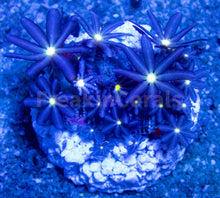 Load image into Gallery viewer, FK Knopia octocontacanalis “jasmine polyps” FK1188